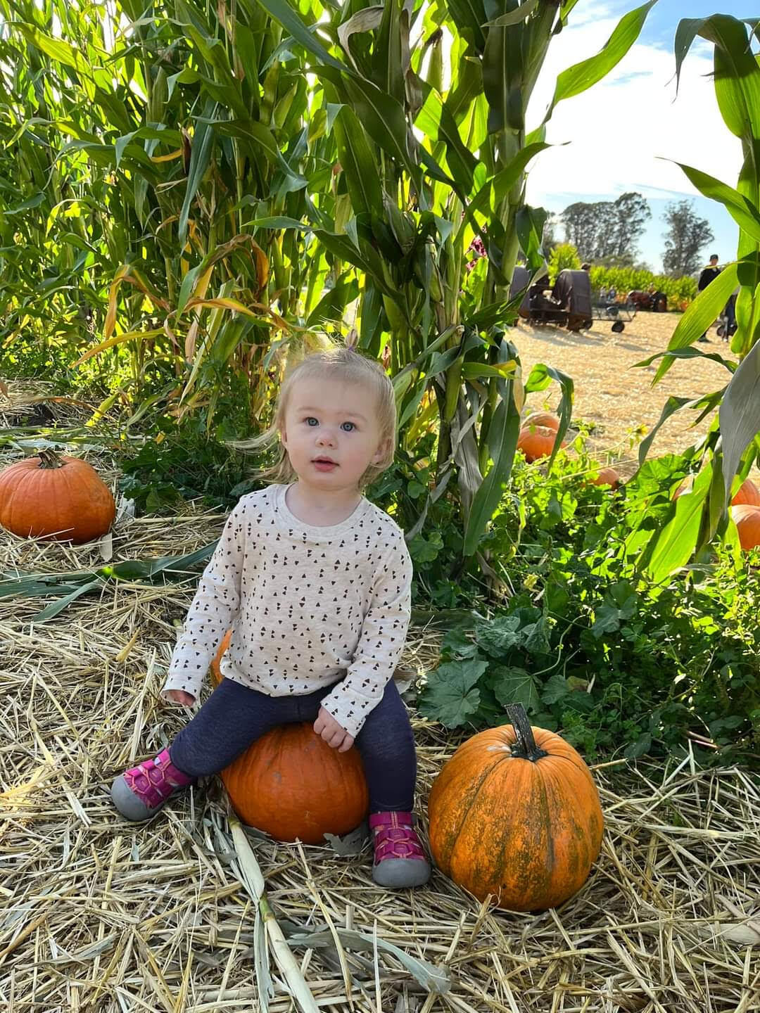 Picking Pumpkins 2022